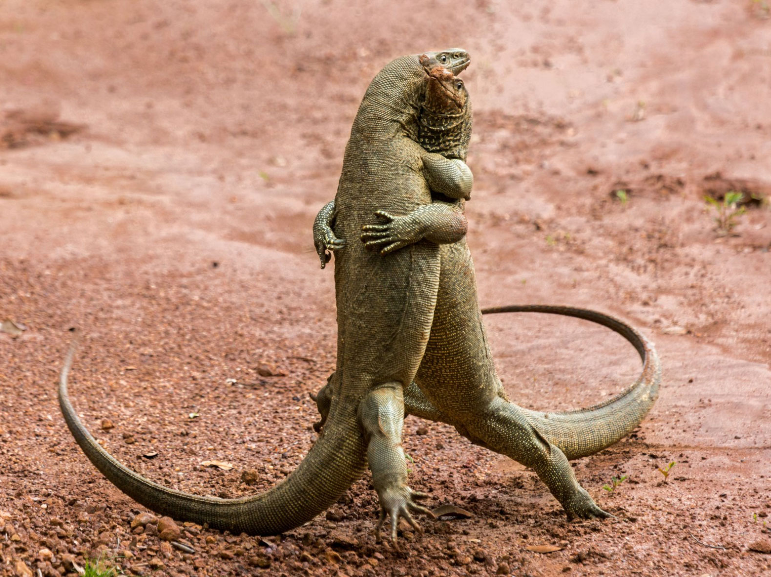 2018 Comedy Wildlife Photography Awards - wyniki class="wp-image-841505"