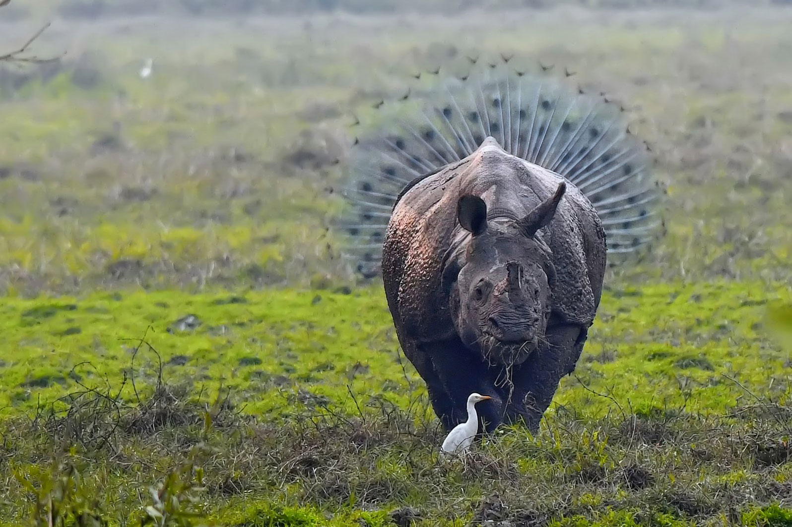 2018 Comedy Wildlife Photography Awards - wyniki class="wp-image-841508"