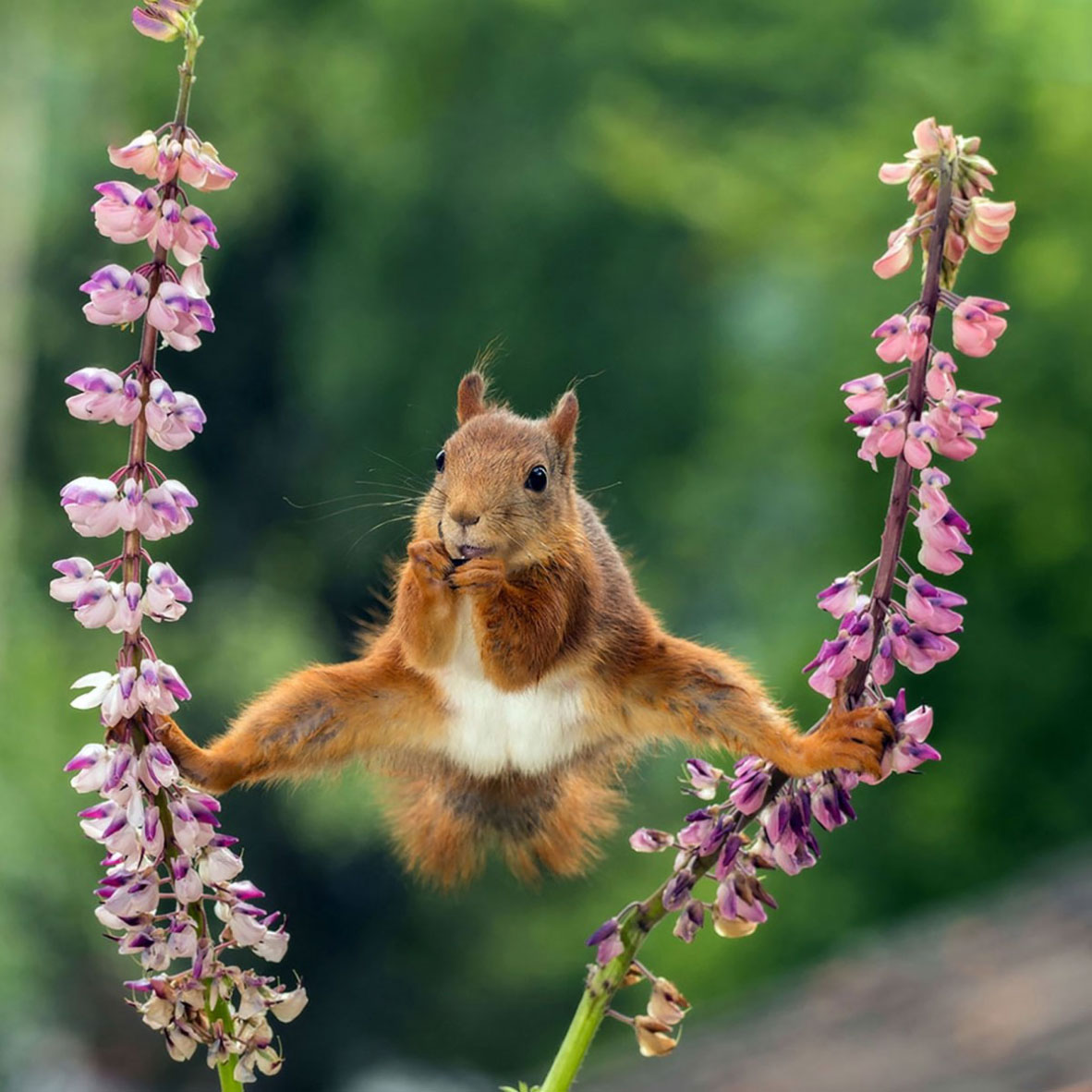 2018 Comedy Wildlife Photography Awards - wyniki class="wp-image-841511"