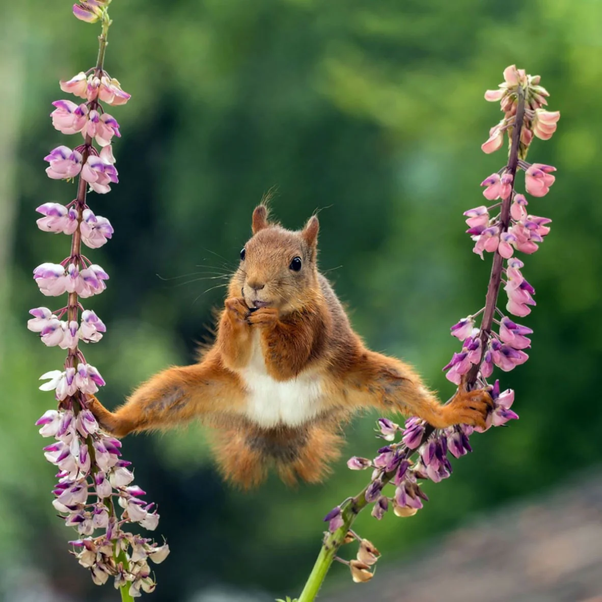 2018 Comedy Wildlife Photography Awards - wyniki class="wp-image-841511"