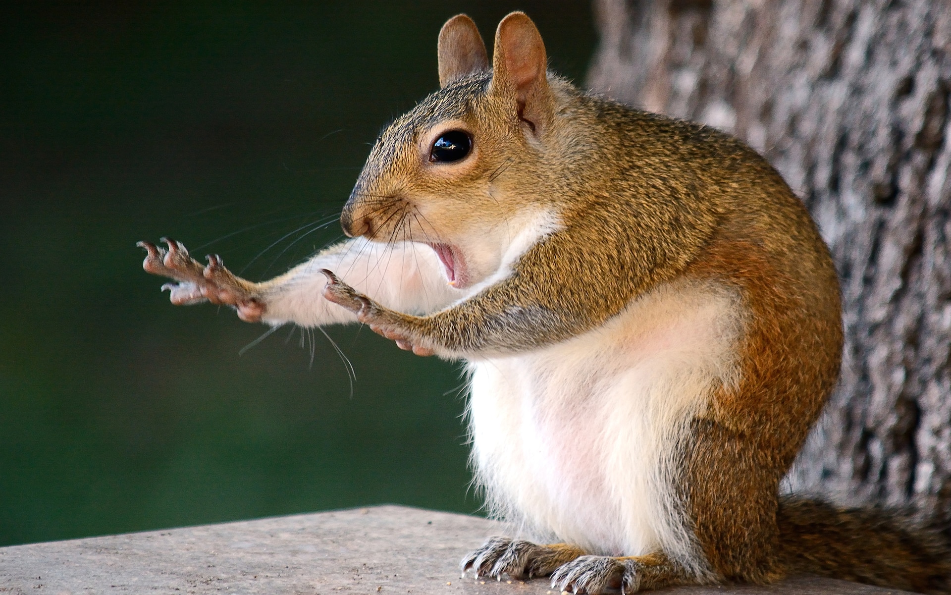 2018 Comedy Wildlife Photography Awards_ - wyniki class="wp-image-841466"
