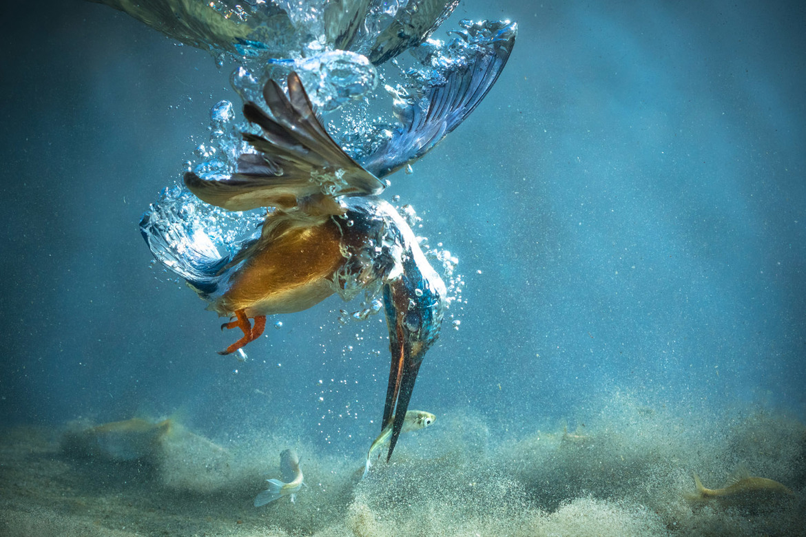 Fot. Petar Sabol, wyróżnienie w kategorii Natural World / Travel Photographer of the Year 2018 class="wp-image-856874" 