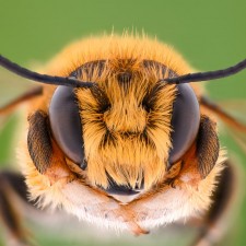 ziBees