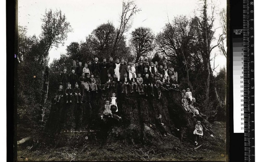 sklonowane sekwoje class="wp-image-859631" 