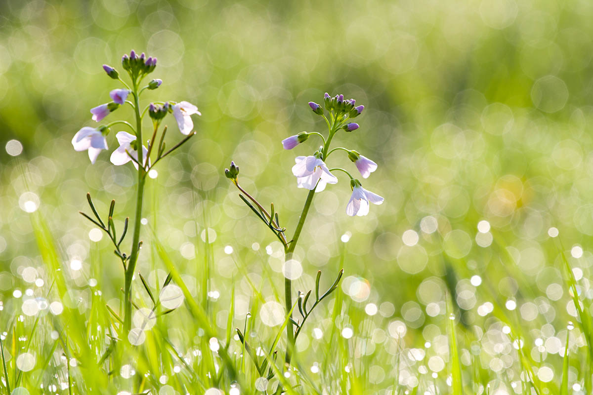 &quot;Ladies of the Meadow&quot;, fot. Jake Kneale | 1. miejsce w kat. &quot;Young Garden Photographer of the Year&quot;, IGPOTY. class="wp-image-888970" 