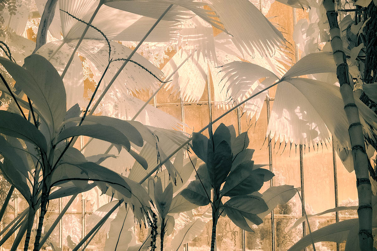 &quot;Tropical Wonderland&quot;, fot. Jocelyn Horsfall | 1. miejsce w kat. &quot;Portfolios, Abstract Views&quot;, IGPOTY. class="wp-image-888979" 