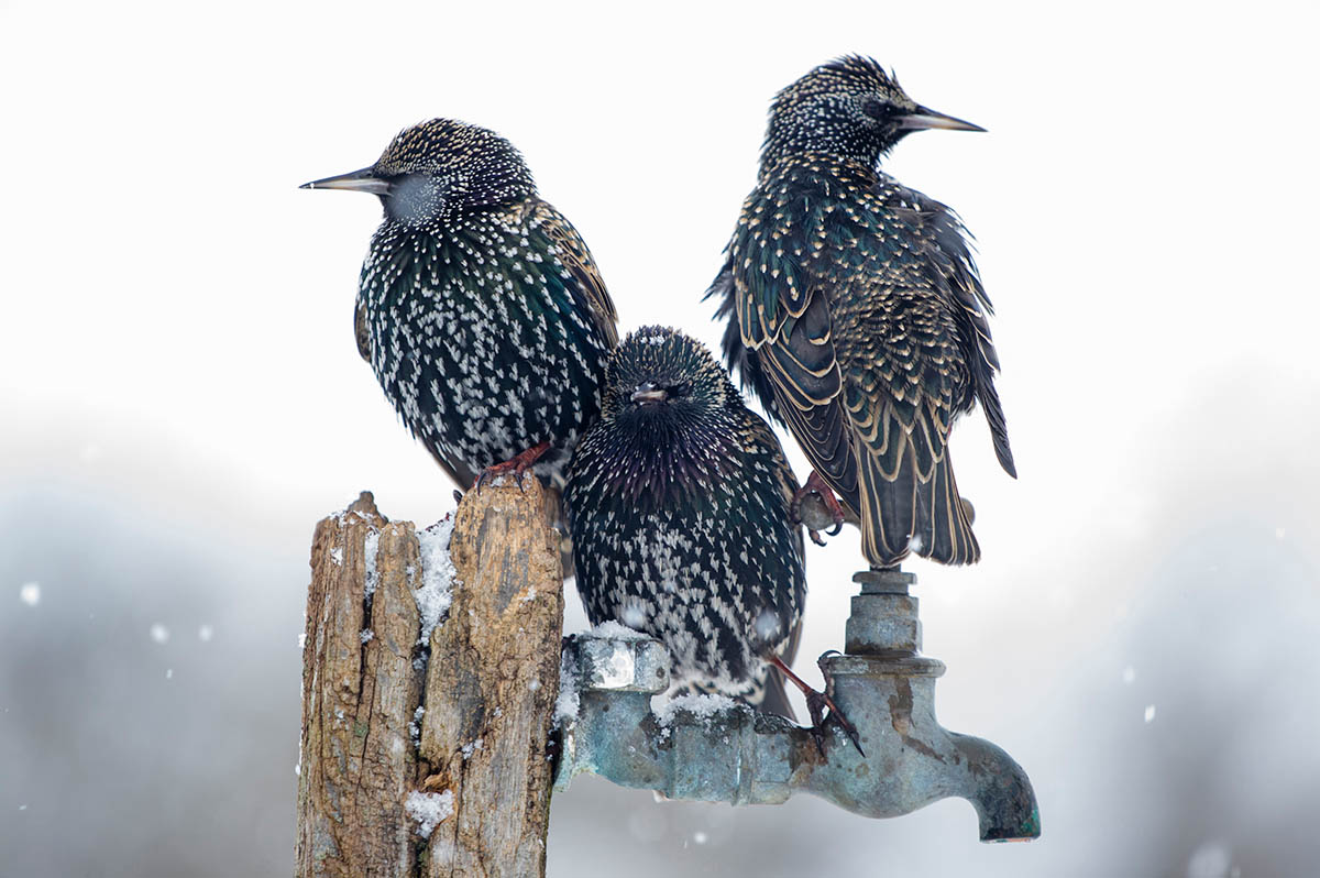 &quot;Szpaki&quot;, fot. Jonathan Need | 1. miejsce w kat. &quot;Wildlife in the Garden&quot;, IGPOTY. class="wp-image-888982" 