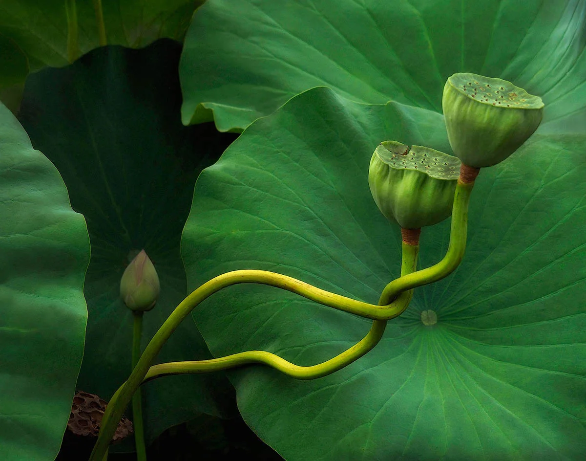 "Lotus Tango", fot. Kathleen Furey | 1. miejsce w kat. "The Beauty of Plants", IGPOTY.