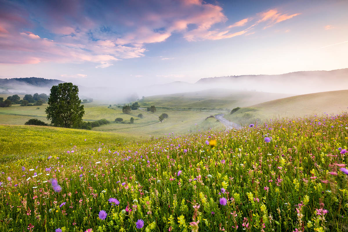 &quot;Mount Rainier in the Mist&quot;, fot. Robert Gibbons | 1. miejsce w kat. &quot;Wildflower Landscapes&quot;, IGPOTY. class="wp-image-888946" 