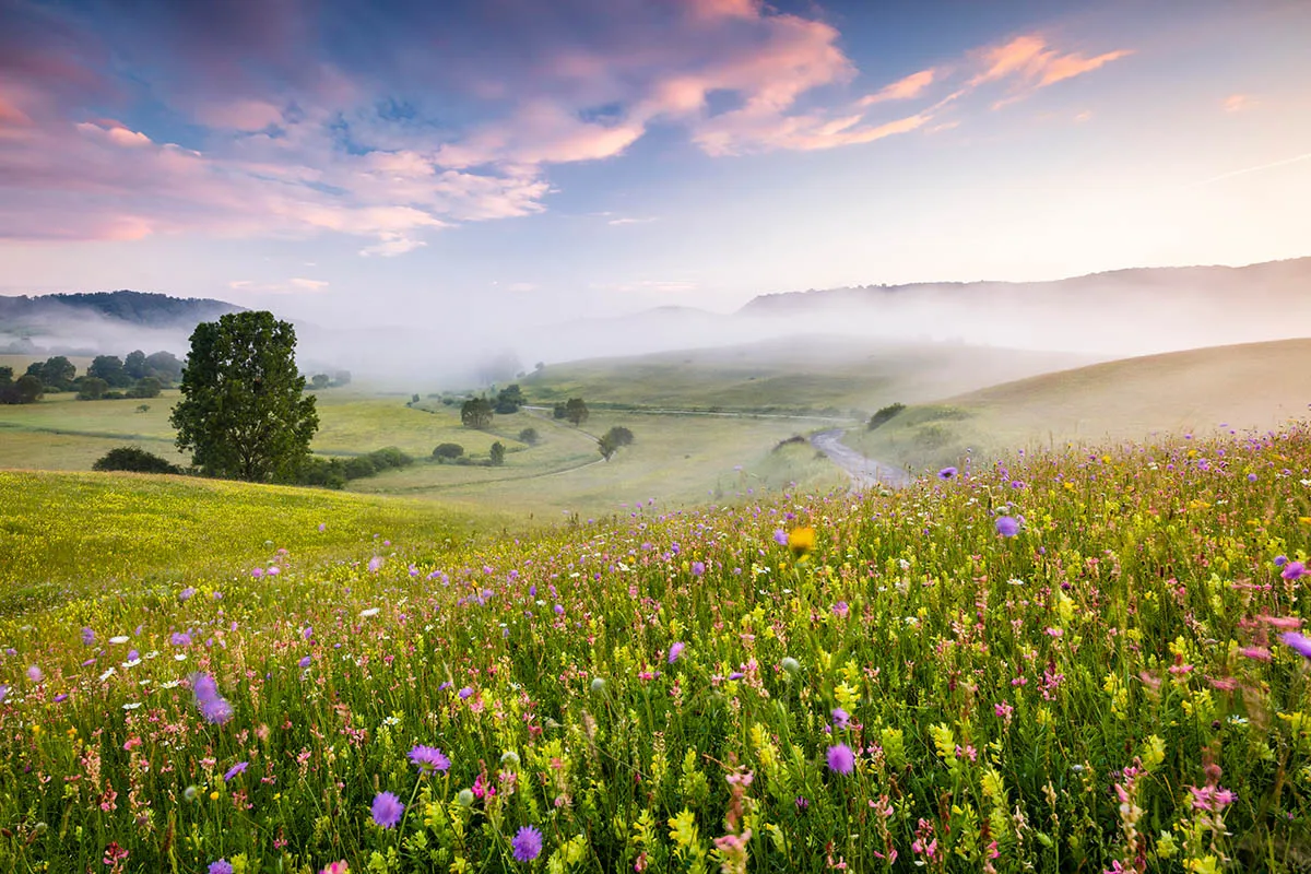 "Mount Rainier in the Mist", fot. Robert Gibbons | 1. miejsce w kat. "Wildflower Landscapes", IGPOTY. class="wp-image-888946"