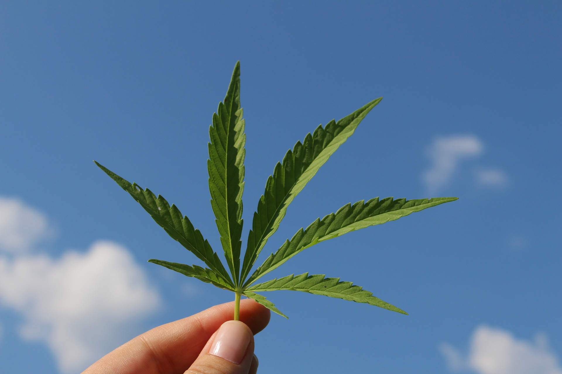 legalizacja marihuany