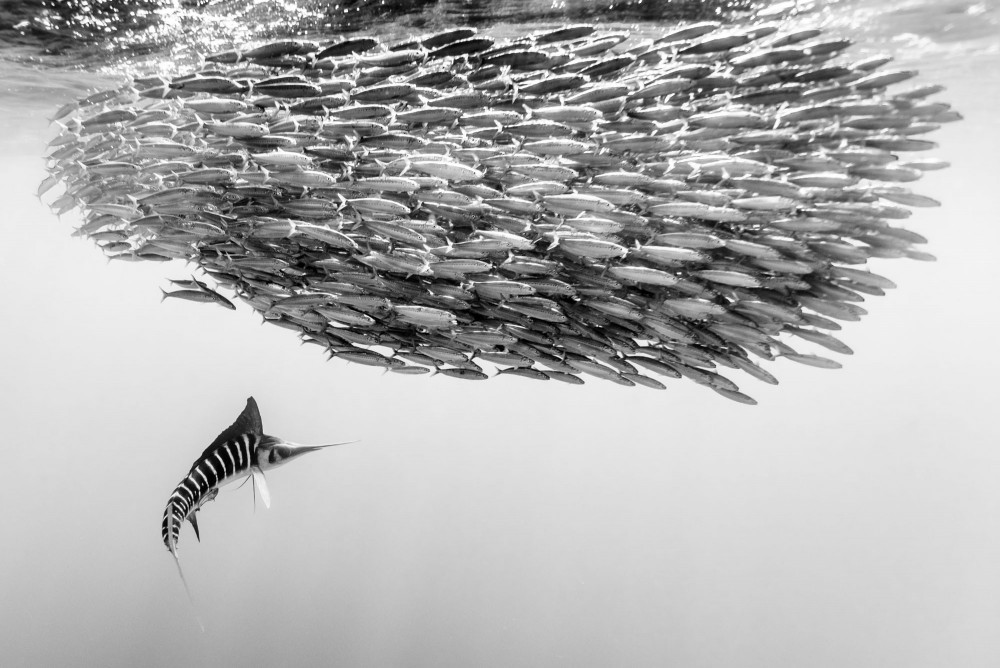 FOt. Christian Vizl / finalista w kategorii Świat natury i dzika przyroda / SWPA class="wp-image-912255" 