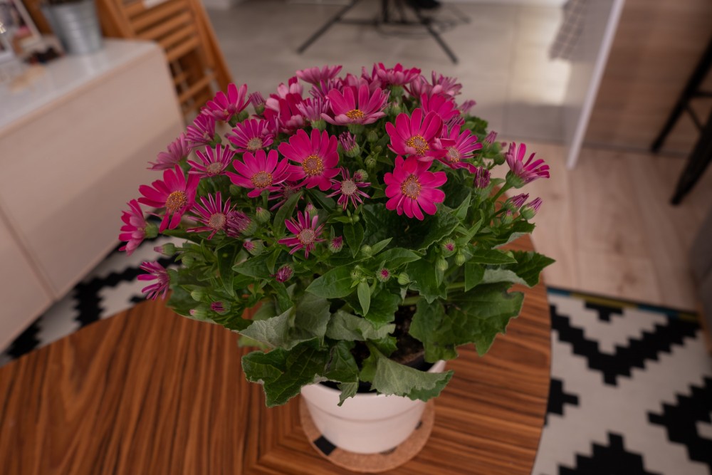 Fujifilm X-T30 test 