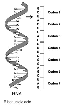 syntetyczne-dna-kodony-bakteria-escherichia-coli class="wp-image-939854" 