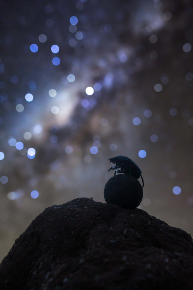 Fot. Robin Stuart, &quot;Celestial Navigator&quot; class="wp-image-958625" 