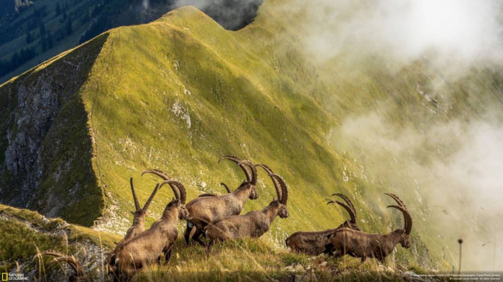 Fot. Jonas Schafer, &quot;KING OF THE ALPS&quot; - wyróżnienie w kategorii &quot;Nature&quot;. Stado koziorożców w szwajcarskim Oberlandzie Berneńskim przekracza grzbiet gór nad jeziorem Brienz.  class="wp-image-956684" 