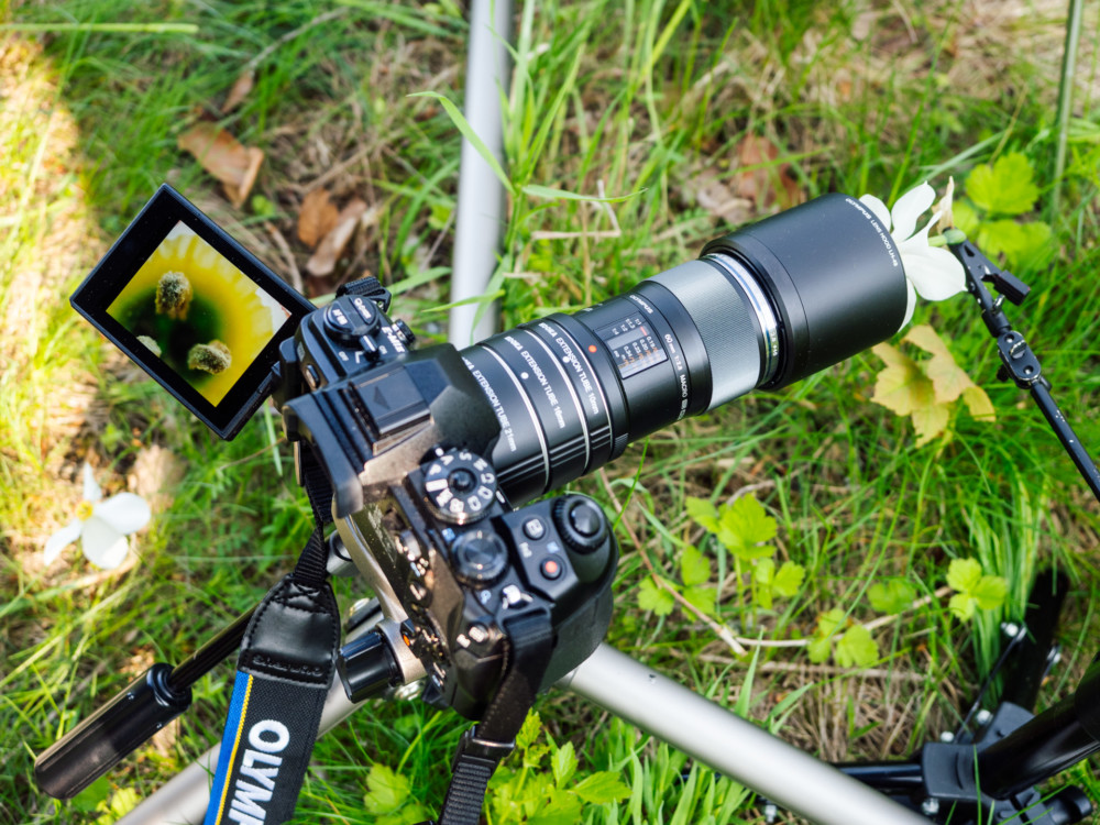 Olympus OM-D E-M1 Mark II, M.Zuiko 60mm f/2.8 i pierścienie pośrednie. Fot. Krzysztof Basel class="wp-image-961475" 