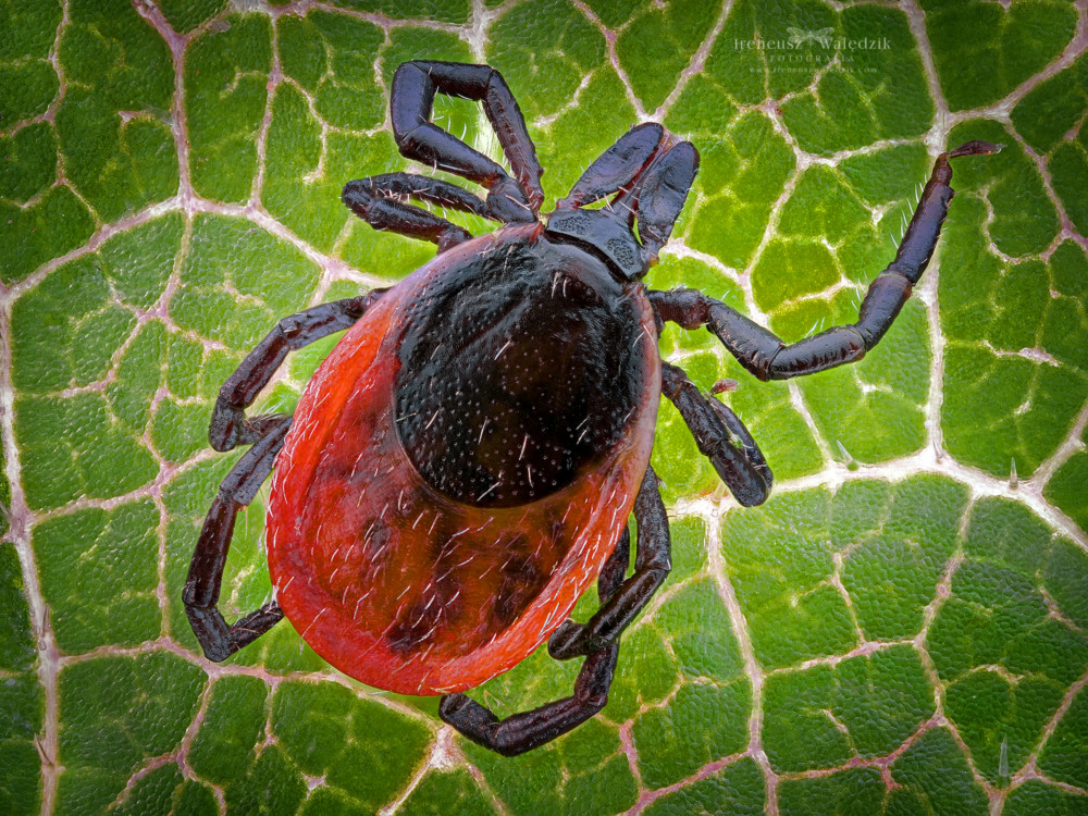 FOTO: ireneusz-waledzik-olympus-59. PODPIS:. Kleszcz pospolity (Ixodes ricinus) uchwycony na lokalnej łące. Olympus OM-D E-M1 Mark II + Laowa 25mm f/2.8 2.5-5X Ultra Macro. Kompozycja 66 zdjęć wykonanych metodą stackowania. Fot. Ireneusz Walędzik class="wp-image-961457" 