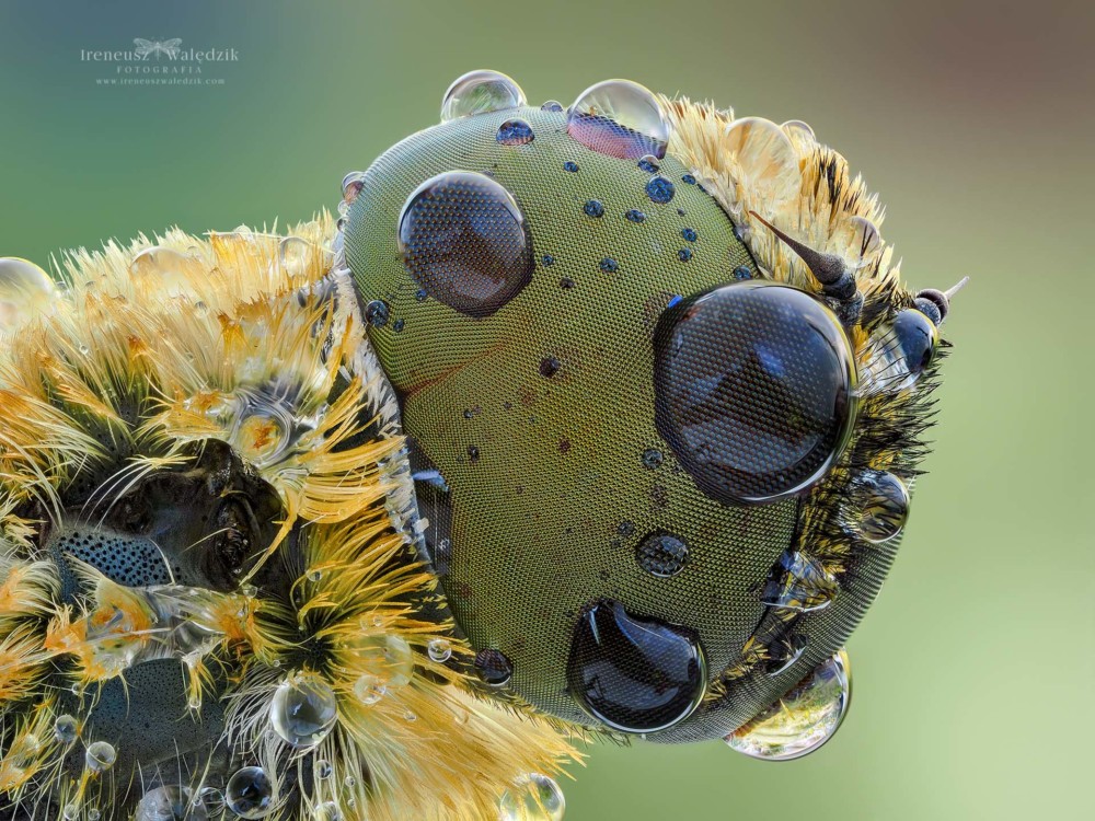Villa hottentotta. Olympus OM-D E-M1 Mark II + Laowa 25mm F2.8 2.5-5X Ultra Macro. Zdjęcie połączone ze 101 kadrów. Powiększenie 8:1. Fot. Ireneusz Walędzik class="wp-image-961382" 