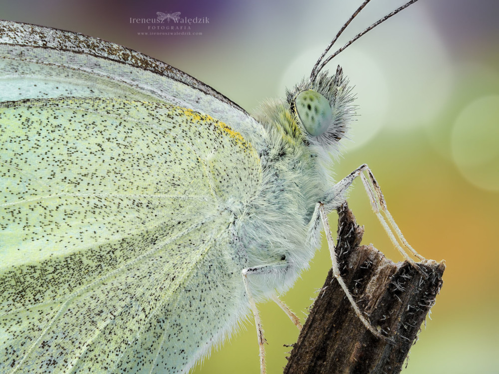 OLYMPUS DIGITAL CAMEROlympus OM-D E-M1 Mark II + Olympus M.Zuiko ED 60mm F2.8 Macro. Fot. Ireneusz Walędzik class="wp-image-961472" 