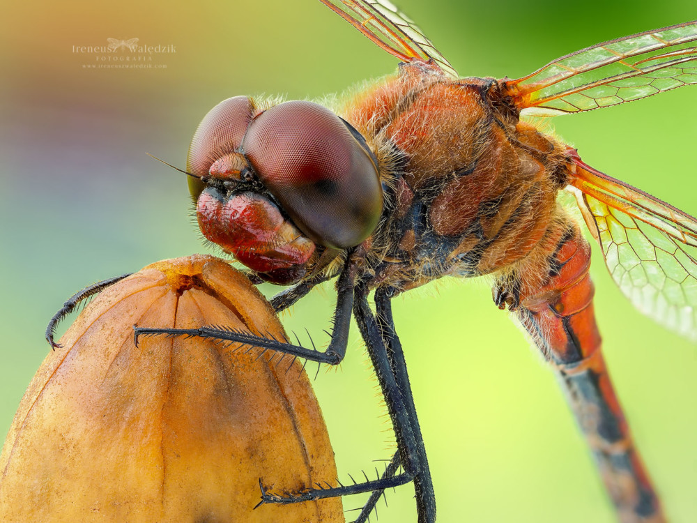 Szablak krwisty (Sympetrum sanguineum). Olympus OM-D E-M1 Mark II + Olympus M.Zuiko ED 60mm F2.8 Macro. Stack z 75 klatek. Fot. Ireneusz Walędzik class="wp-image-961469" 