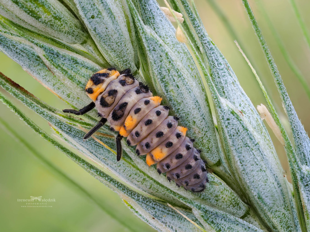 Coccinella Septempunctata larva. Olympus OM-D E-M1 Mark II + Olympus M.Zuiko Digital ED 60mm F2.8 Macro. Fot. Ireneusz Walędzik class="wp-image-961373" 