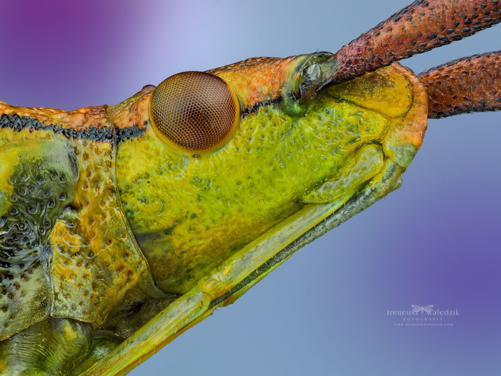 Gonocerus juniperi. Olympus OM-D E-M1 Mark II + Olympus MPLFL N 5x. Fot. Ireneusz Walędzik class="wp-image-961403" 