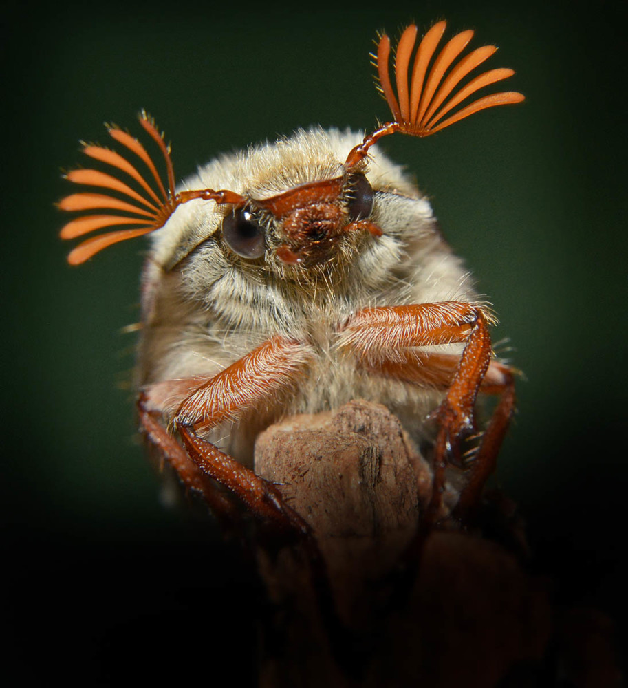 Fot. Alan Price, Cockchafer class="wp-image-978880" 