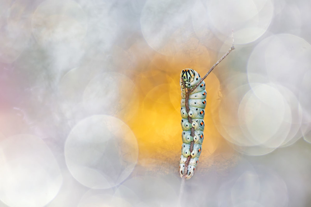 Fot. Henrik Spranz, Glammourpillar class="wp-image-978889" 