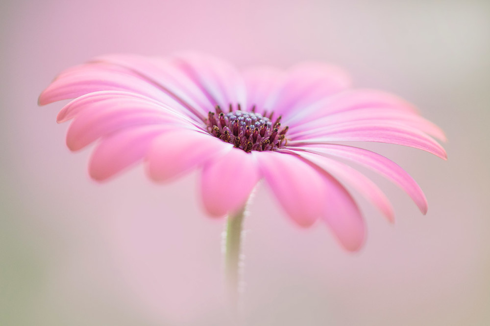 Fot. Jane Dibnah, Cape Daisy class="wp-image-978895" 