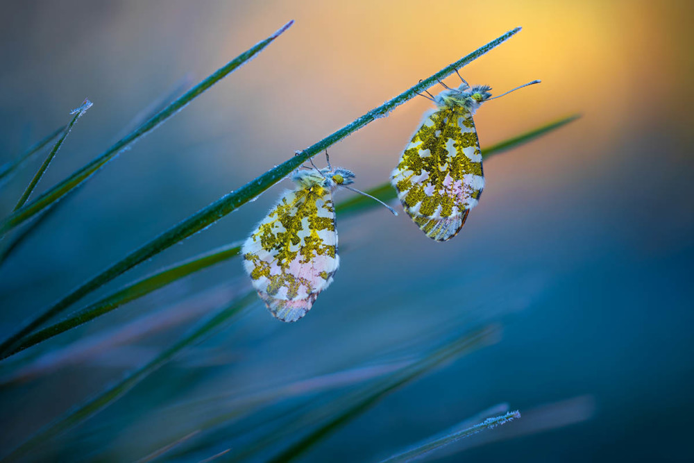 Fot. Petar Sabol, Cold Morning Tips class="wp-image-978910" 