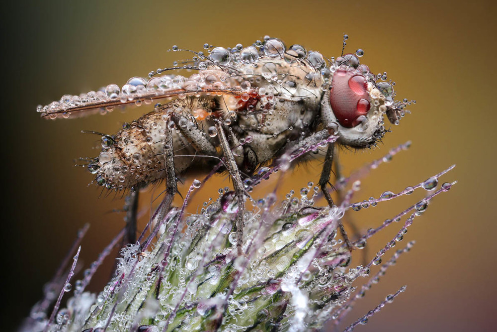 Fot. Richard Kubica, Shower Fly  class="wp-image-978919" 