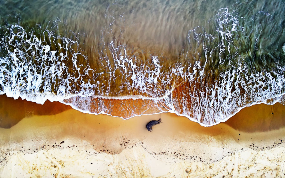 Fot. Diana Buzoianu / &quot;Alone&quot; / II miejsce w kategorii class="wp-image-970348" 