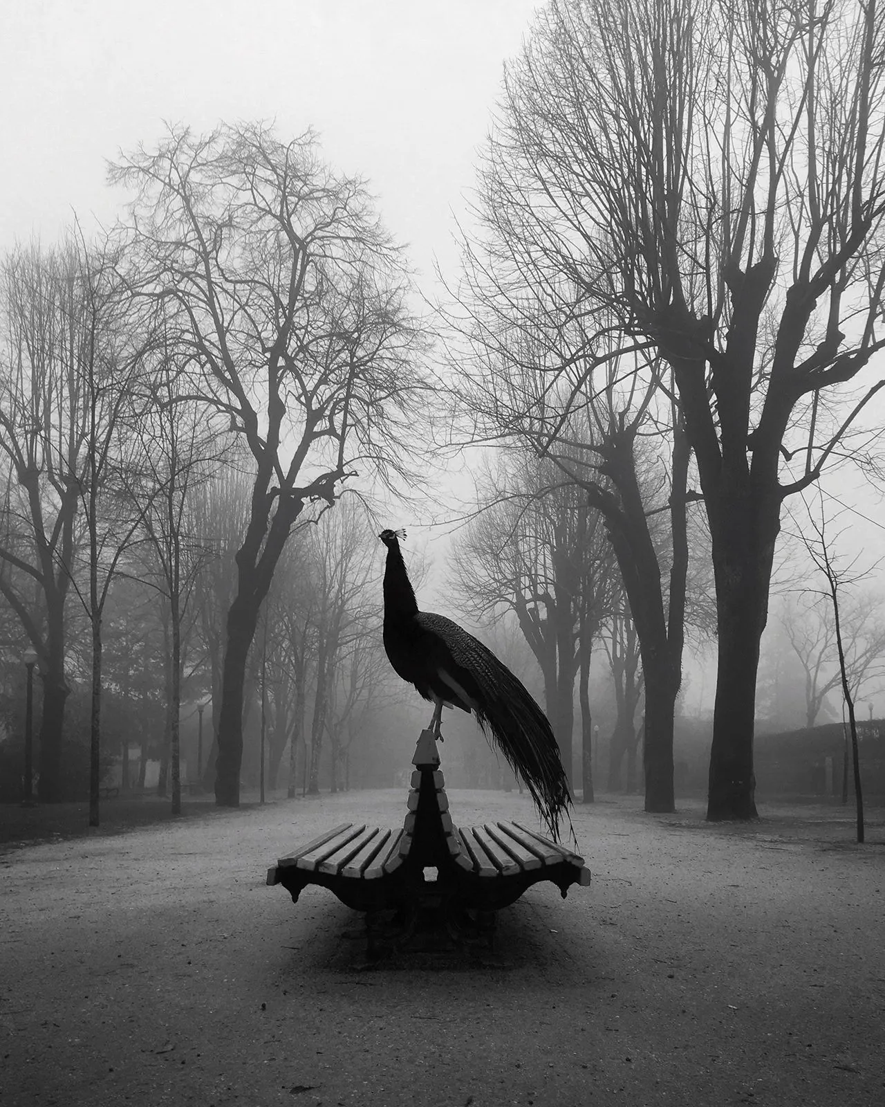 iphone photography awards 2019 class="wp-image-978187" 
