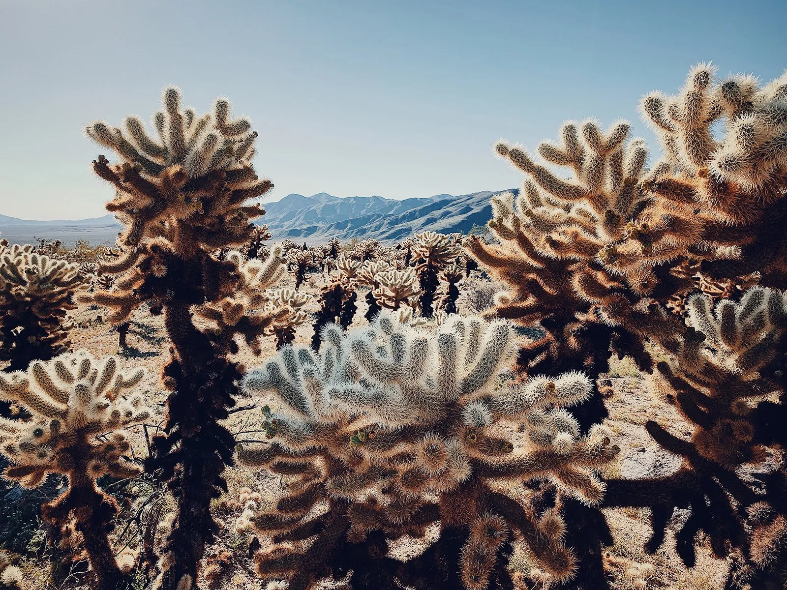 iphone photography awards 2019 class="wp-image-978196" 