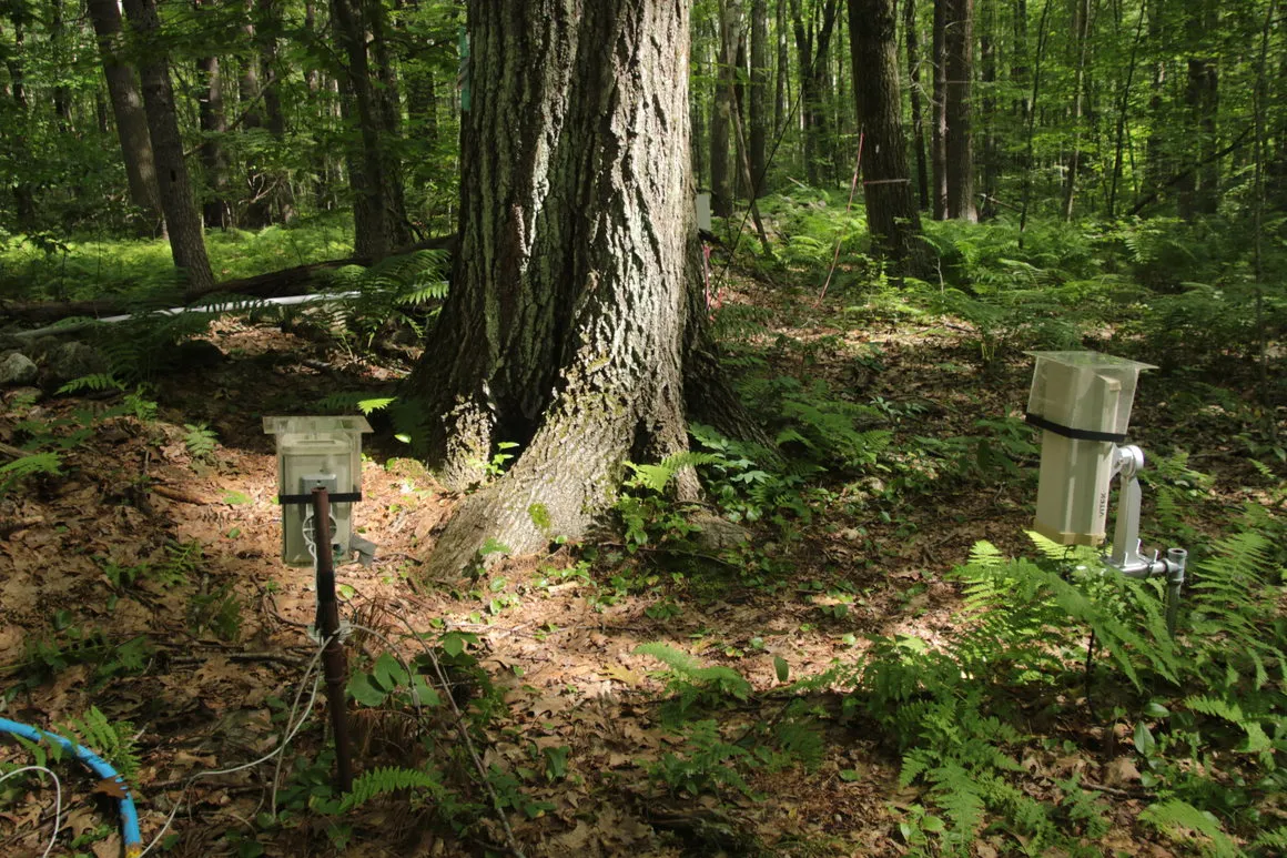 Internet of Trees &#8211; drzewo, które wysyła tweety