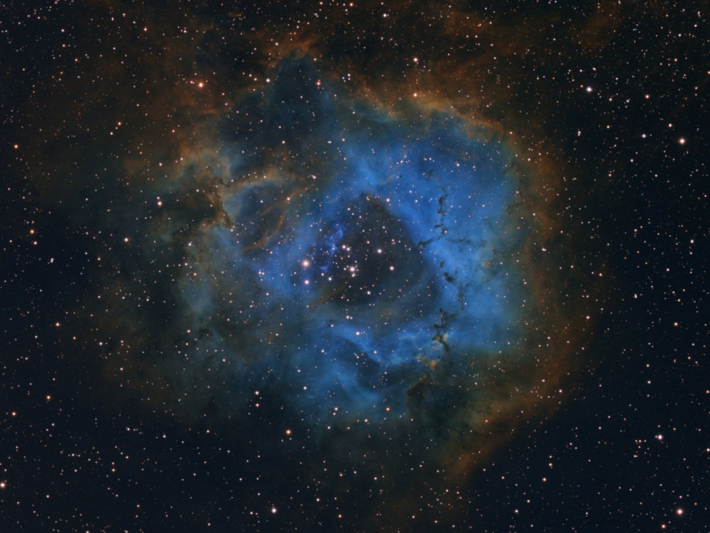 Fot. Davy van der Hoeven, &quot;Stellar Flower&quot;, | 1. miejsce w kat. Young class="wp-image-1002915" 