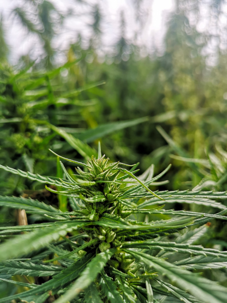 eir-health-cbd-9 class="wp-image-1019867" 