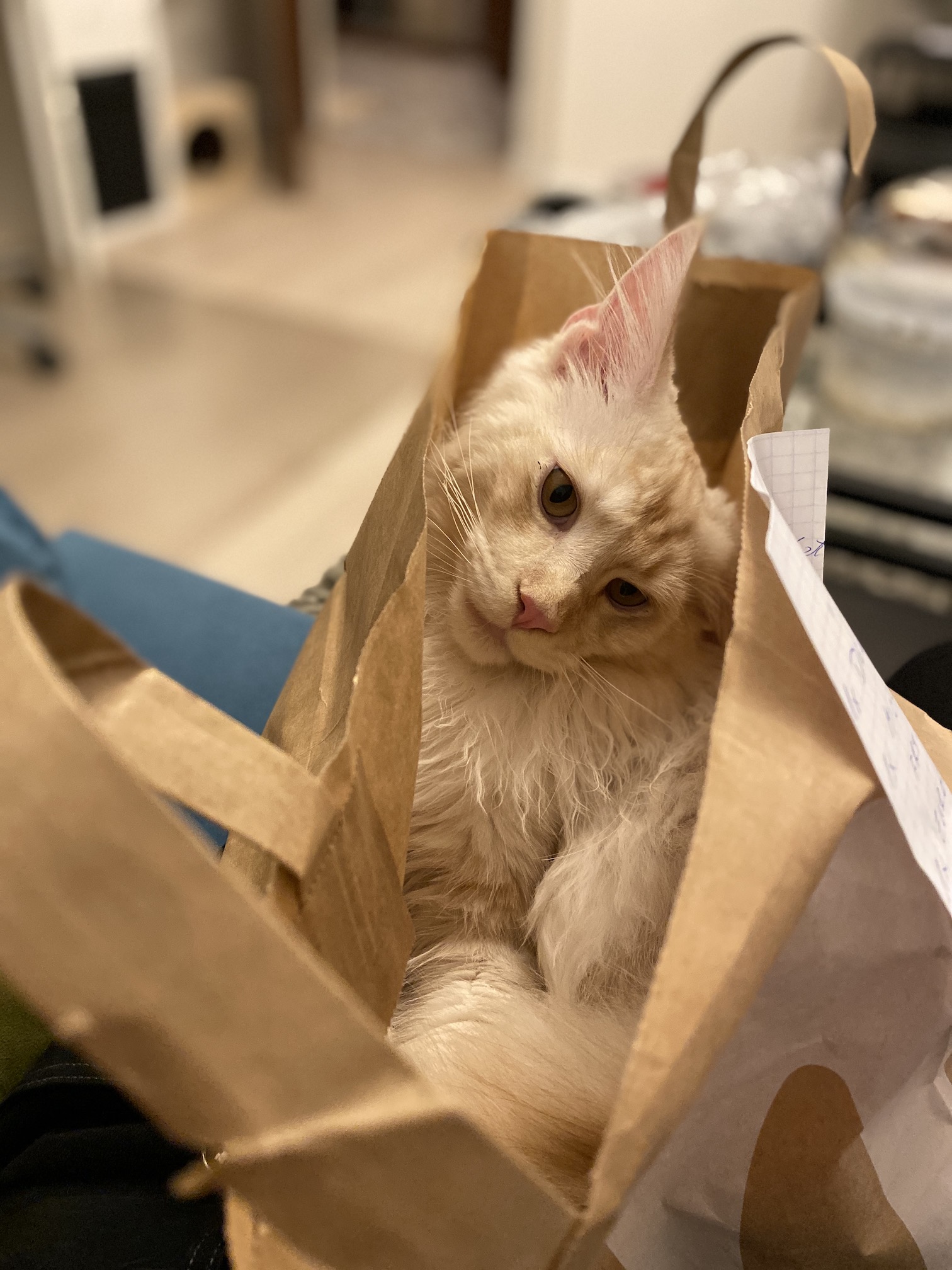 iphone 11 pro foto sample 1 