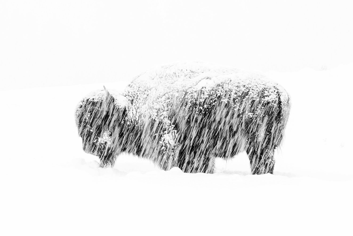 Wildlife Photographer of the Year class="wp-image-1021708" 