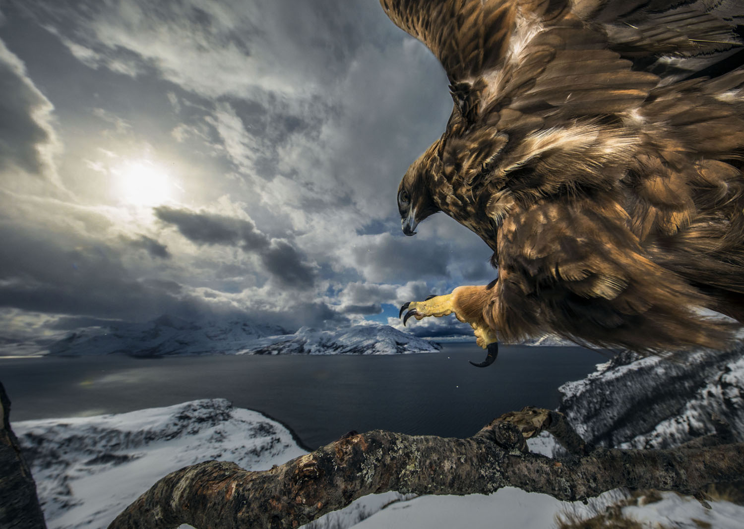 Wildlife Photographer of the Year class="wp-image-1021711" 
