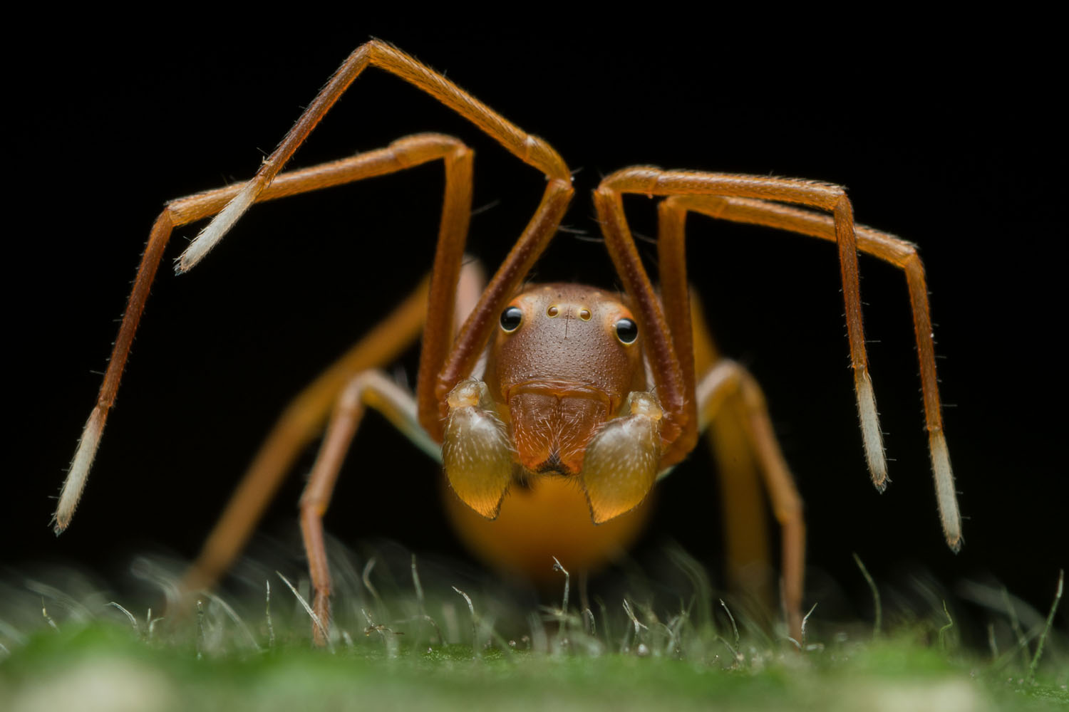 Wildlife Photographer of the Year class="wp-image-1021714" 