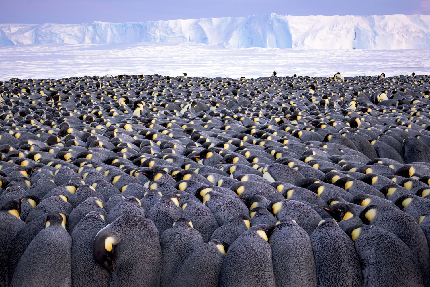 Wildlife Photographer of the Year class="wp-image-1021717" 