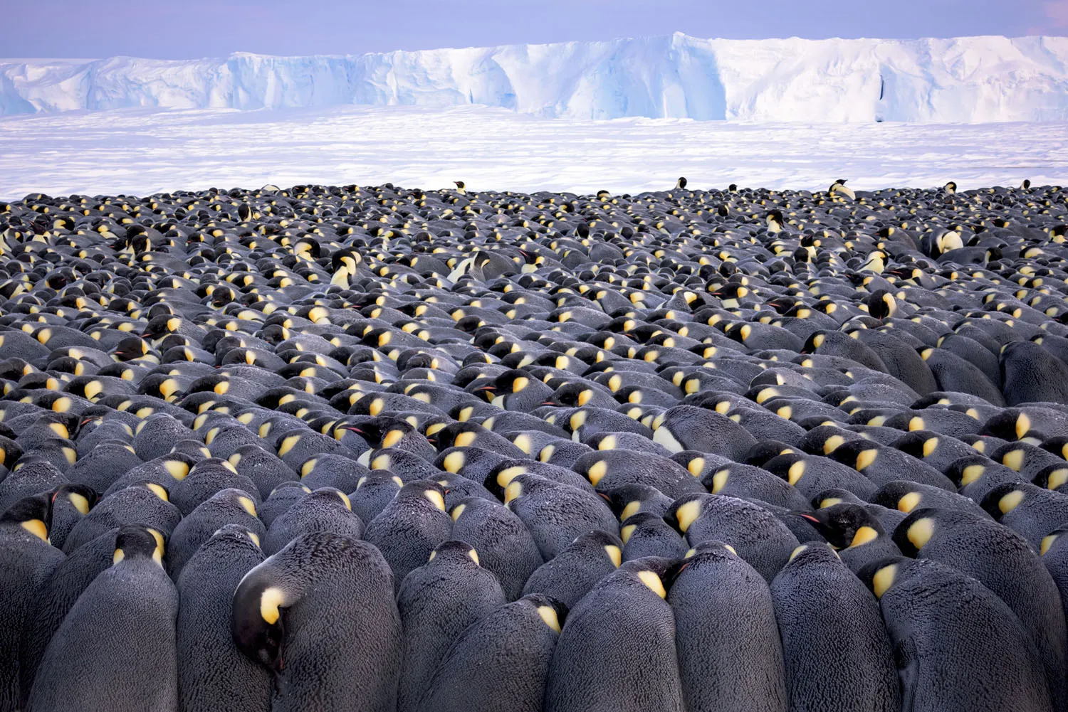 Wildlife Photographer of the Year class="wp-image-1021717" 