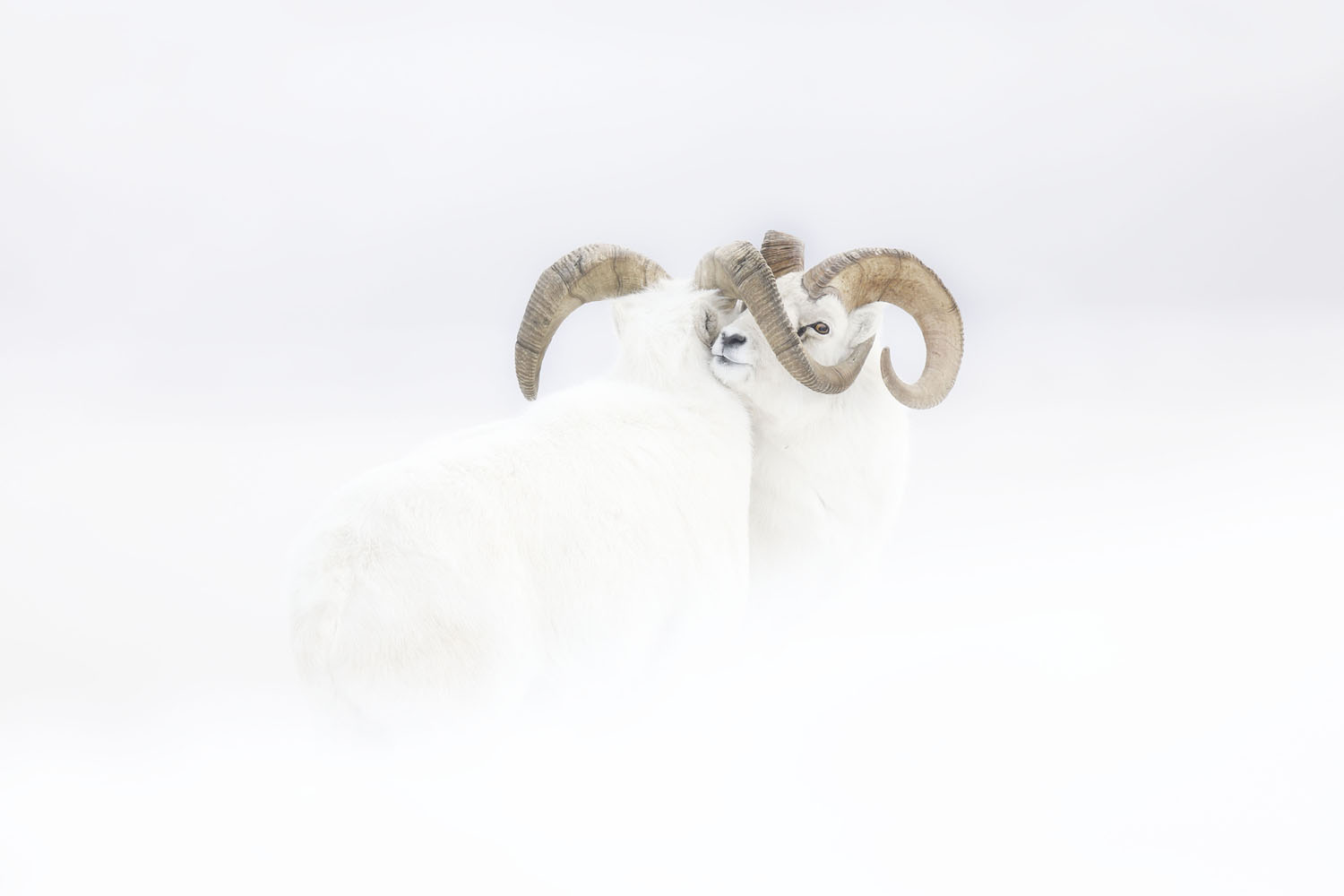 Wildlife Photographer of the Year class="wp-image-1021723" 