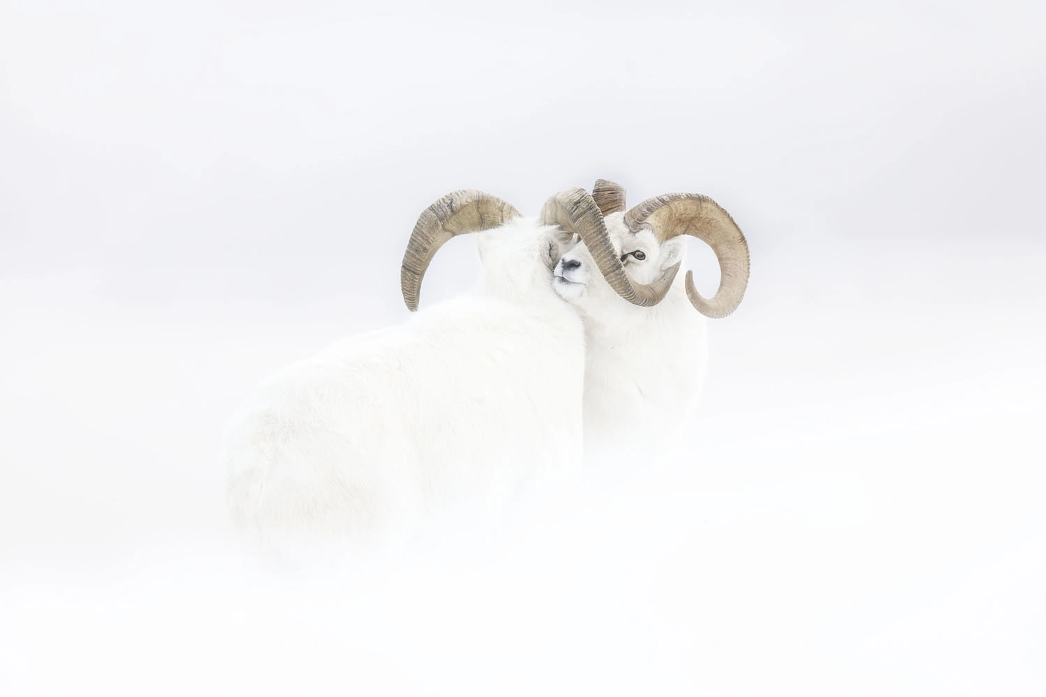 Wildlife Photographer of the Year class="wp-image-1021723" 