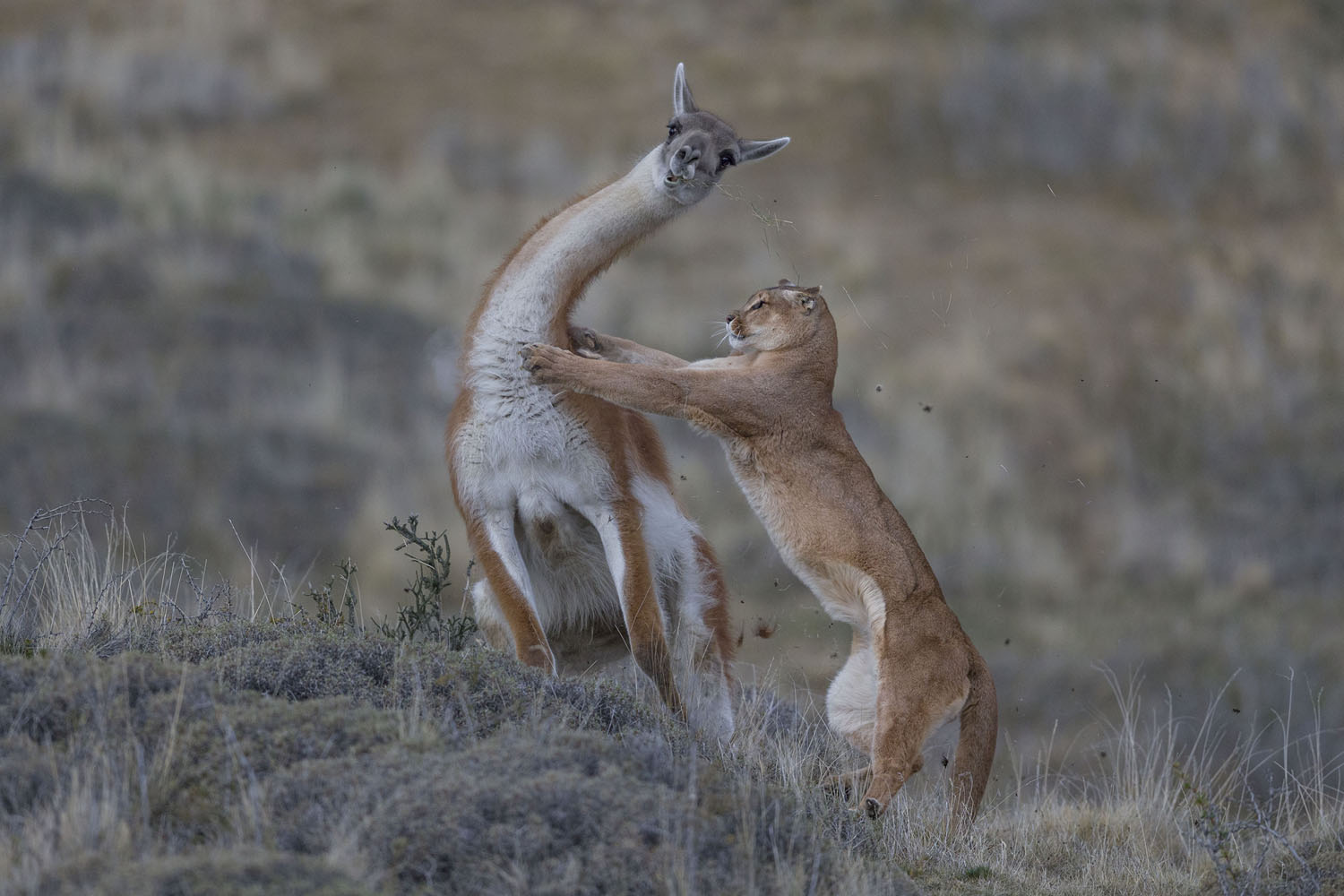 Wildlife Photographer of the Year class="wp-image-1021729" 