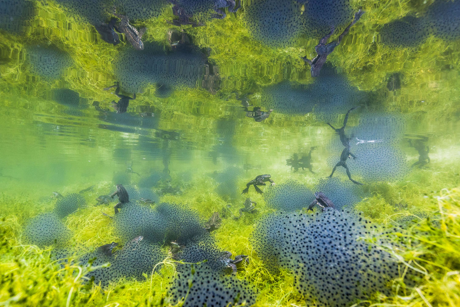 Wildlife Photographer of the Year class="wp-image-1021732" 