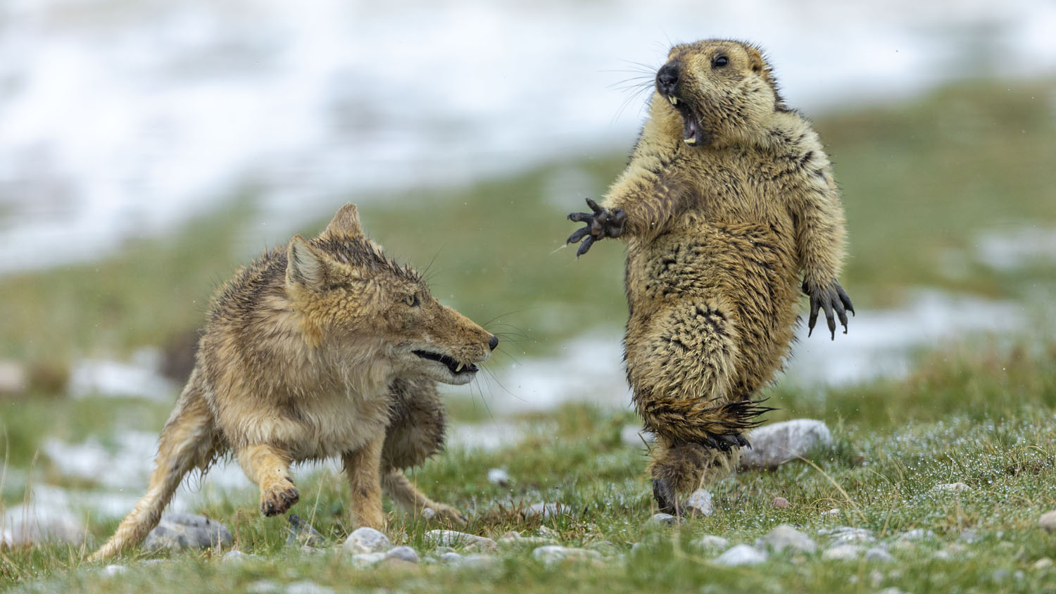 Wildlife Photographer of the Year class="wp-image-1021705" 