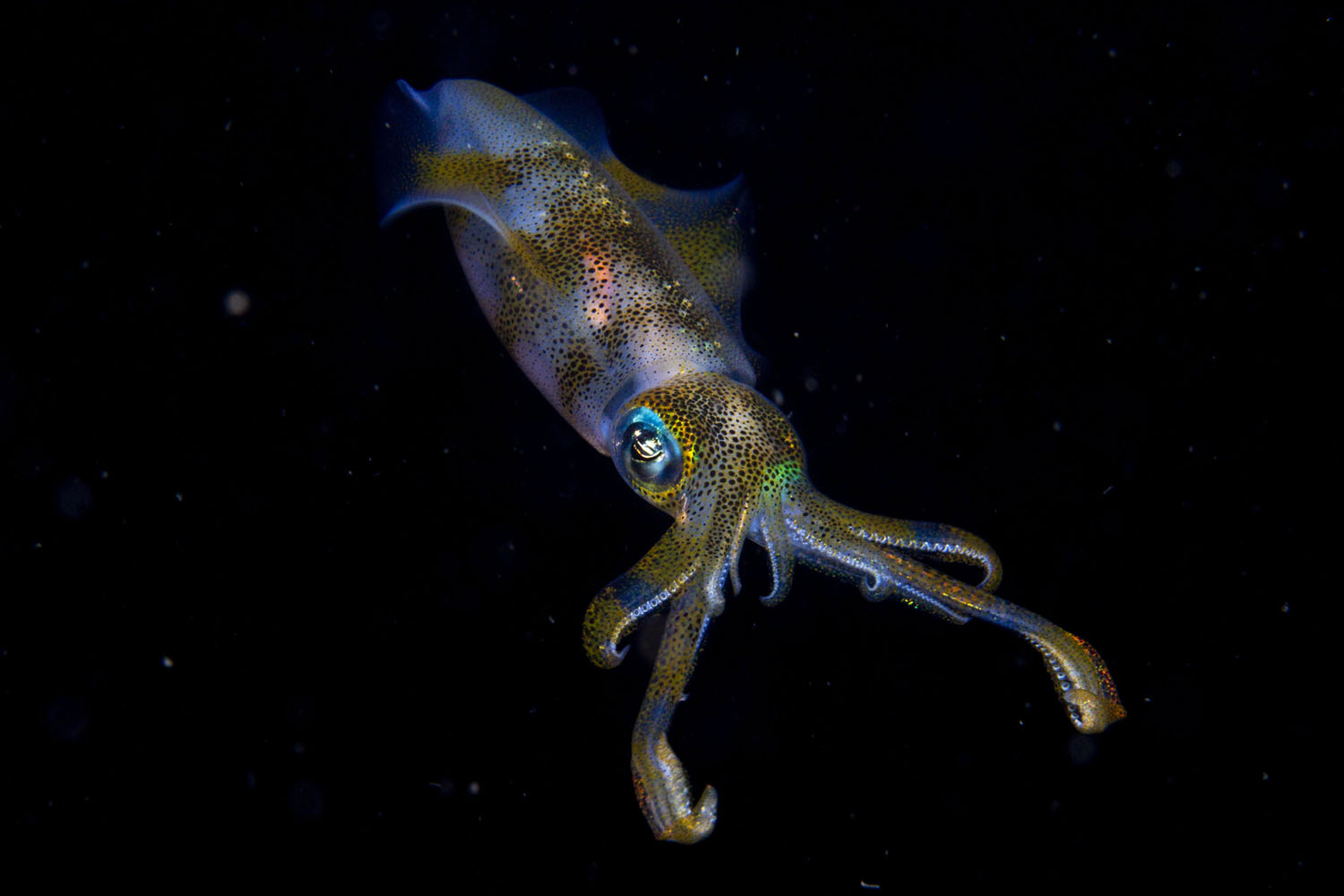 Wildlife Photographer of the Year class="wp-image-1021735" 